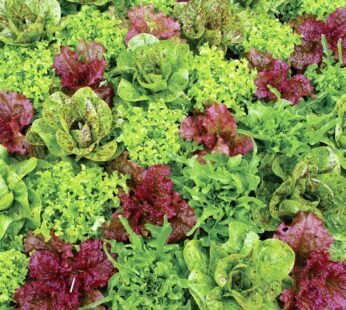 Lettuce Mix – Heirloom farms