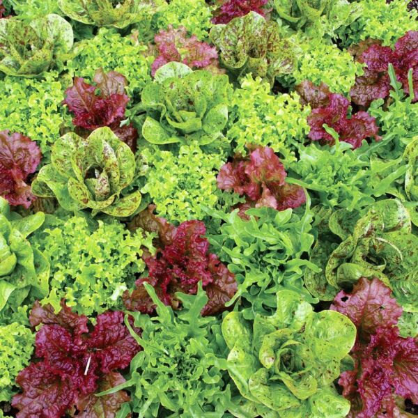 Lettuce Mix - Heirloom farms