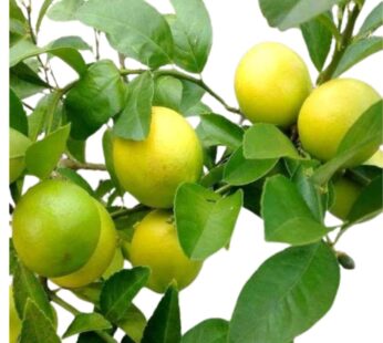 Desi Lemon – لیموں