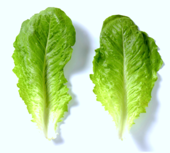 Romaine lettuce – Heirloom farms