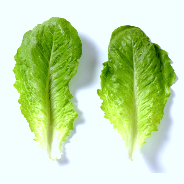 Romaine lettuce - Heirloom farms