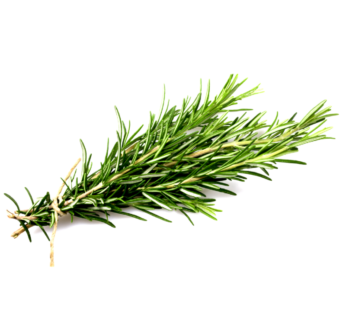 Rosemary – Heirloom farms