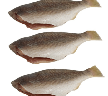 Cocker Fish ( Mushka )